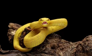 Vipere tenute lontane da un repellente considerato “proibito”: la sicurezza di chi lo ha sperimentato