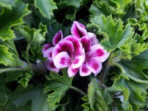 Ecco perché i tuoi gerani non fioriscono più: l’errore che nessuno ti dice